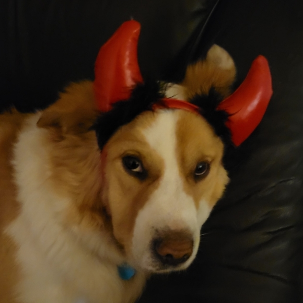 Trick Or Treat Red Devil's Horns Just Plain Fun! Kids, Furry Animal Friends